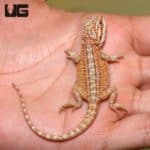Baby Ginger Striped Bearded Dragons (Pogona vitticeps) For Sale - Underground Reptiles