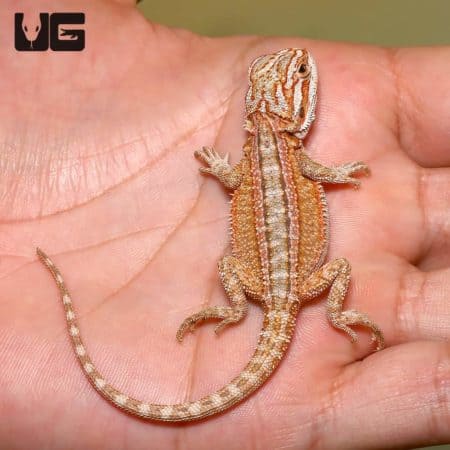 Baby Ginger Striped Bearded Dragons (Pogona vitticeps) For Sale - Underground Reptiles