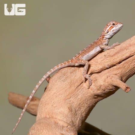 Baby Ginger Striped Bearded Dragon on a branch.