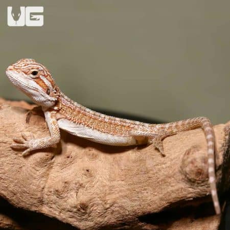 Baby Ginger Striped Bearded Dragon on wood branch.
