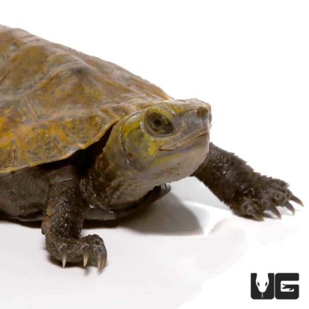 Baby Japanese Wood Turtles (Mauremys japonica) For Sale - Underground ...