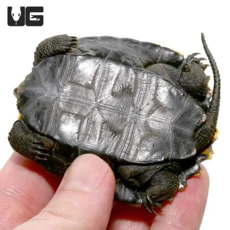 Baby Japanese Wood Turtles For Sale - Underground Reptiles