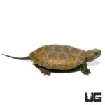 Baby Japanese Wood Turtles For Sale - Underground Reptiles