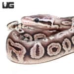 Baby Male Pewter Ball Python (Python regius) For Sale - Underground Reptiles