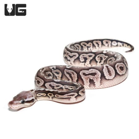 Baby Male Pewter Ball Python (Python regius) For Sale - Underground Reptiles