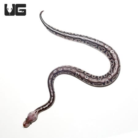 Baby Male Pewter Ball Python (Python regius) For Sale - Underground Reptiles