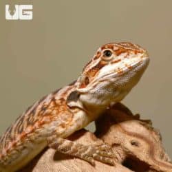 Baby Molten Lava Bearded Dragons (Pogona vitticeps) For Sale - Underground Reptiles
