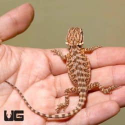 Baby Molten Lava Bearded Dragons (Pogona vitticeps) For Sale - Underground Reptiles