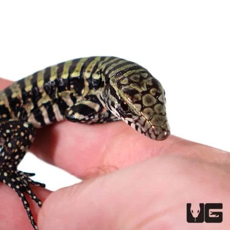 Baby Purple Tegu For Sale - Underground Reptiles
