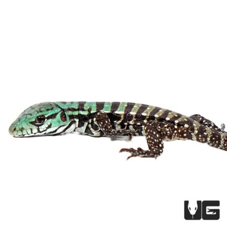 Baby Purple Tegu For Sale - Underground Reptiles