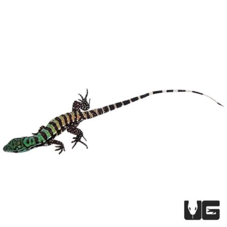 Baby Purple Tegu For Sale - Underground Reptiles