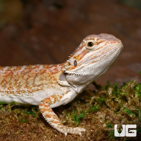 Baby Rustic Leatherback Bearded Dragons (Pogona vitticeps) For Sale - Underground Reptiles