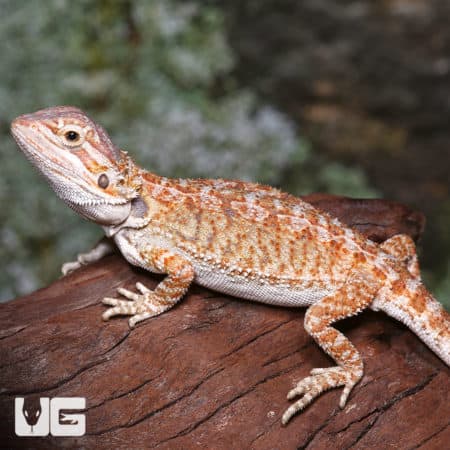 Baby Rustic Leatherback Bearded Dragons (Pogona vitticeps) For Sale - Underground Reptiles