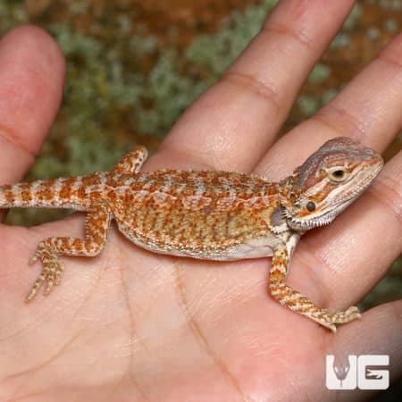 Baby Rustic Leatherback Bearded Dragons (Pogona vitticeps) For Sale - Underground Reptiles