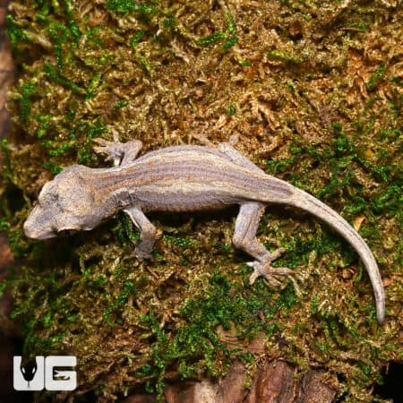 Baby Striped Gargoyle Geckos (Rhacodactylus auriculatus) For Sale - Underground Reptiles