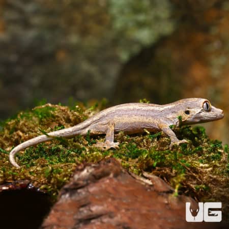 Baby Striped Gargoyle Gecko on mossy log in natural habitat.