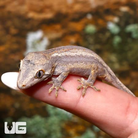 Baby Striped Gargoyle Gecko on finger, close-up.