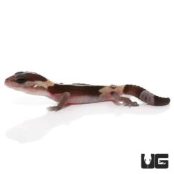 Baby Striped Zero Fat Tail Geckos For Sale - Underground Reptiles
