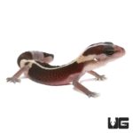 Baby Striped Zero Fat Tail Geckos For Sale - Underground Reptiles