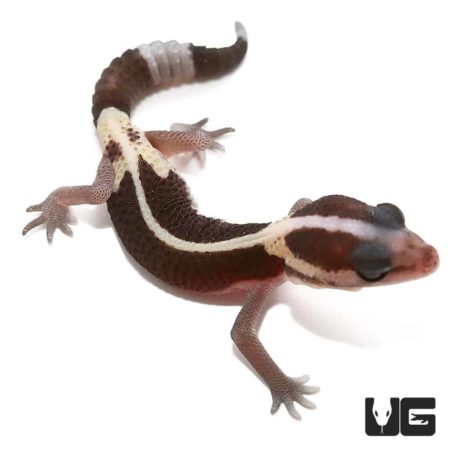 Baby Striped Zero Fat Tail Geckos For Sale - Underground Reptiles