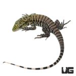 Baby Ultra Purple Tegus For Sale - Underground Reptiles