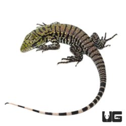 Baby Ultra Purple Tegus For Sale - Underground Reptiles