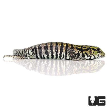 Baby Ultra Purple Tegus For Sale - Underground Reptiles