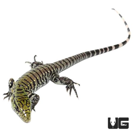 Baby Ultra Purple Tegus For Sale - Underground Reptiles