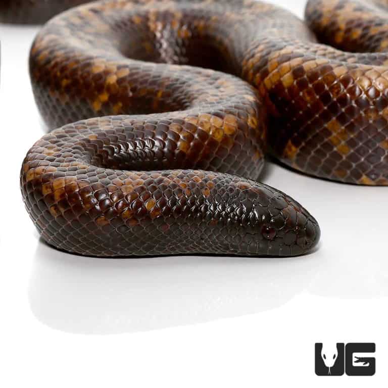 Pythons For Sale - Underground Reptiles