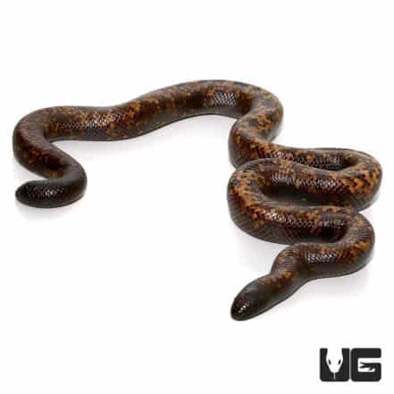 Calabar Python For Sale - Underground Reptiles