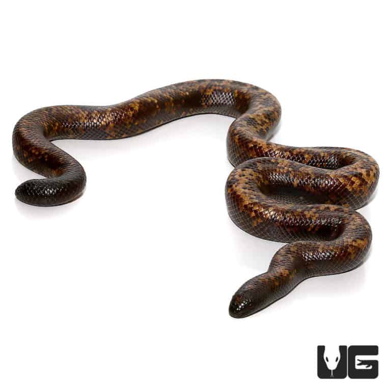 Calabar Python For Sale - Underground Reptiles