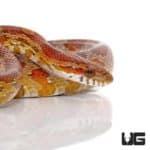 Normal Cornsnakes For Sale - Underground Reptiles
