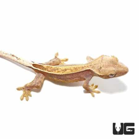 Juvenile Premium Crested Geckos For Sale - Underground Reptiles