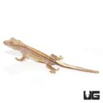 Crested Geckos For Sale - Underground Reptiles