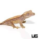 Crested Geckos For Sale - Underground Reptiles