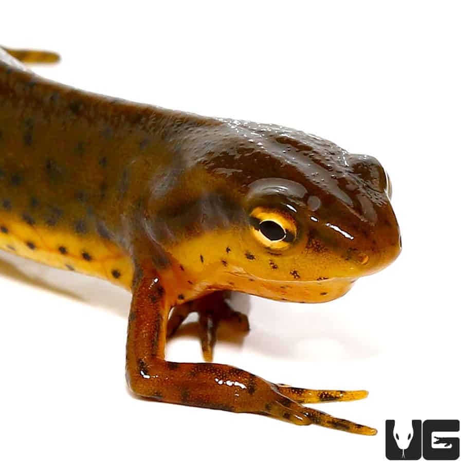 Newts and More For Sale only at Underground Reptiles