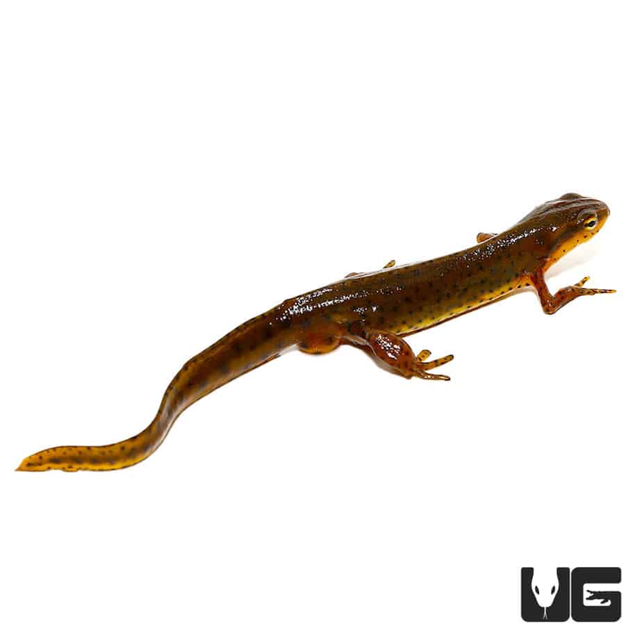 Newts and More For Sale only at Underground Reptiles