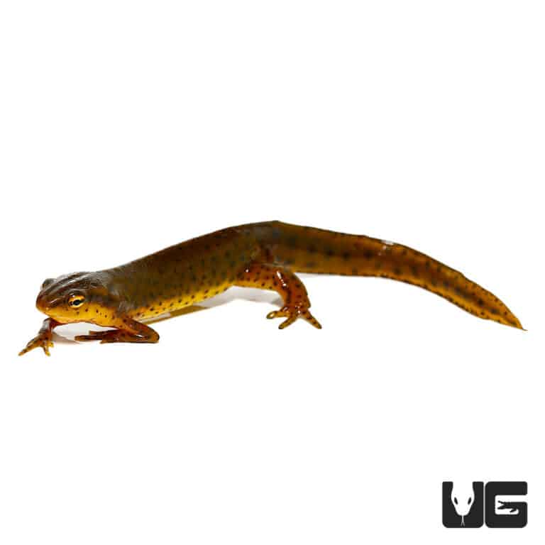 Eastern Newts (Notophthalmus viridescens) For Sale Underground Reptiles