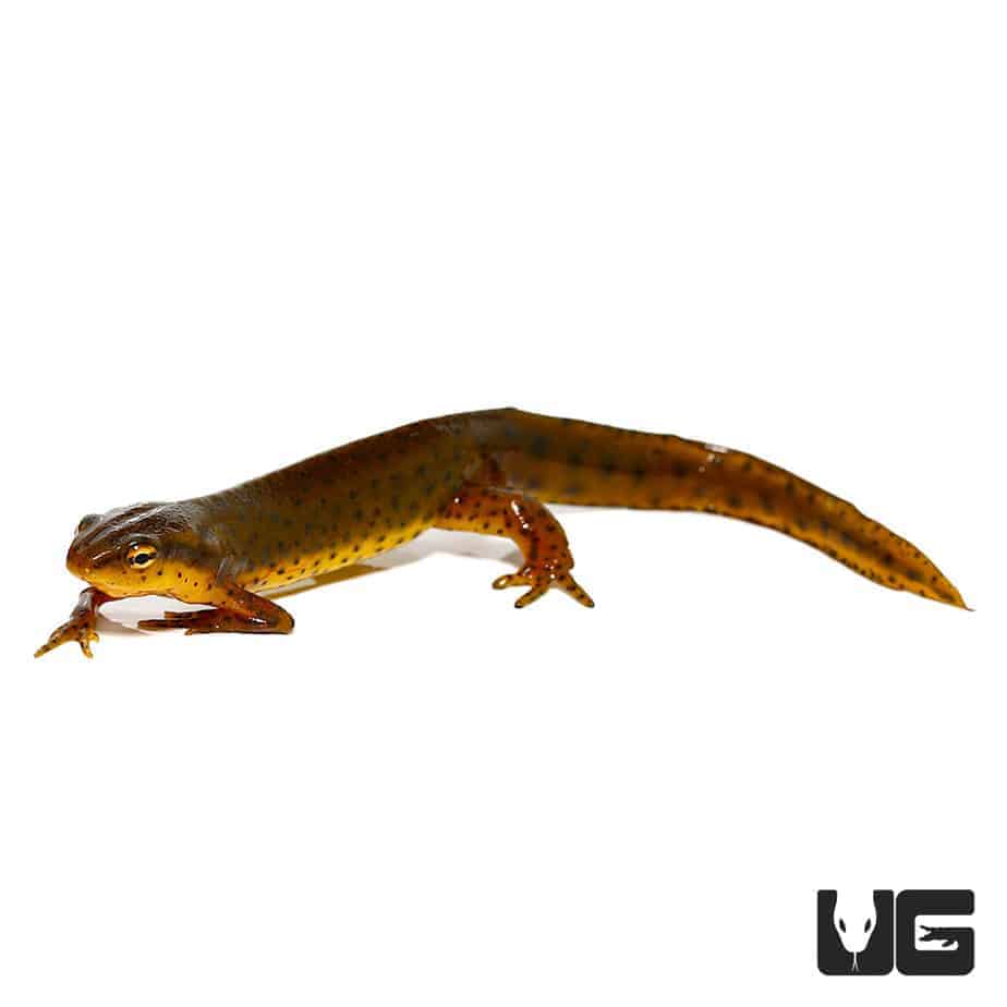 Eastern Newts (Notophthalmus viridescens) For Sale Underground Reptiles