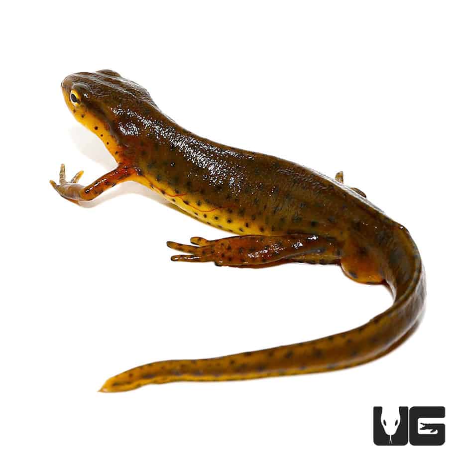 Eastern Newts (Notophthalmus viridescens) For Sale - Underground Reptiles