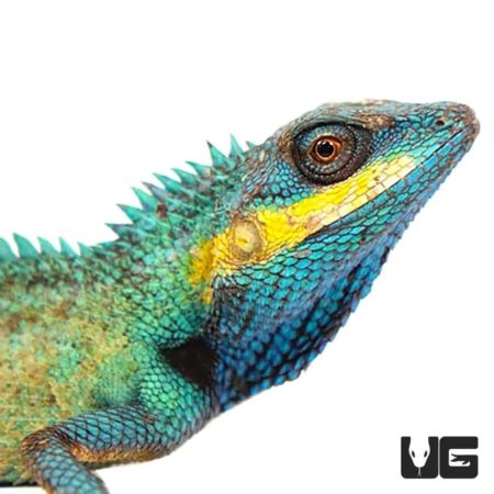 Emma Gray's Forest Lizard For Sale - Underground Reptiles