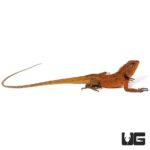 Emma Gray's Forest Lizard For Sale - Underground Reptiles