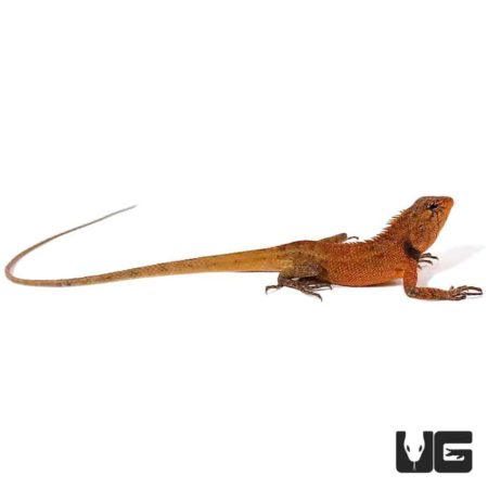 Emma Gray's Forest Lizard For Sale - Underground Reptiles