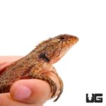Emma Gray's Forest Lizard For Sale - Underground Reptiles