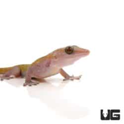 Golden Geckos For Sale - Underground Reptiles