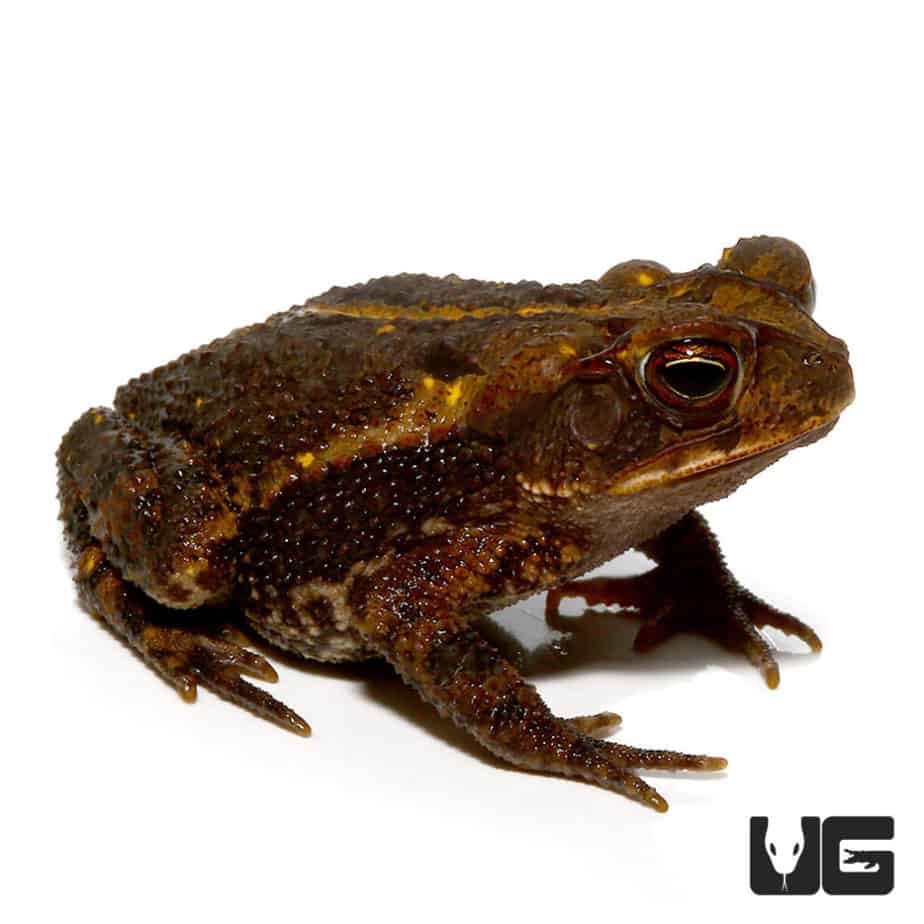 Gulf Coast Toad For Sale - Underground Reptiles