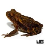 Gulf Coast Toad For Sale - Underground Reptiles