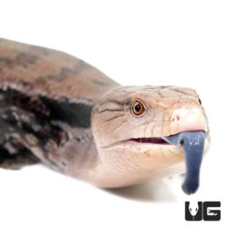 Irian Jaya Blue Tongue Skinks For Sale - Underground Reptiles