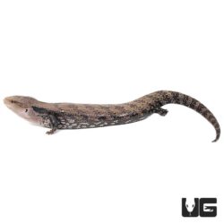 Irian Jaya Blue Tongue Skinks For Sale - Underground Reptiles