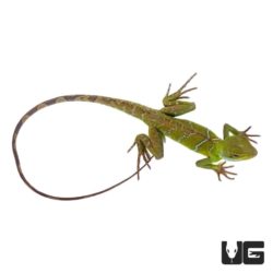 Juvenile Chinese Water Dragon For Sale - Underground Reptiles